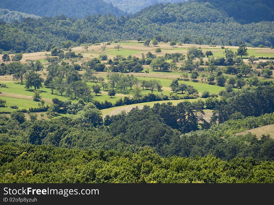 Tree and forest landscape