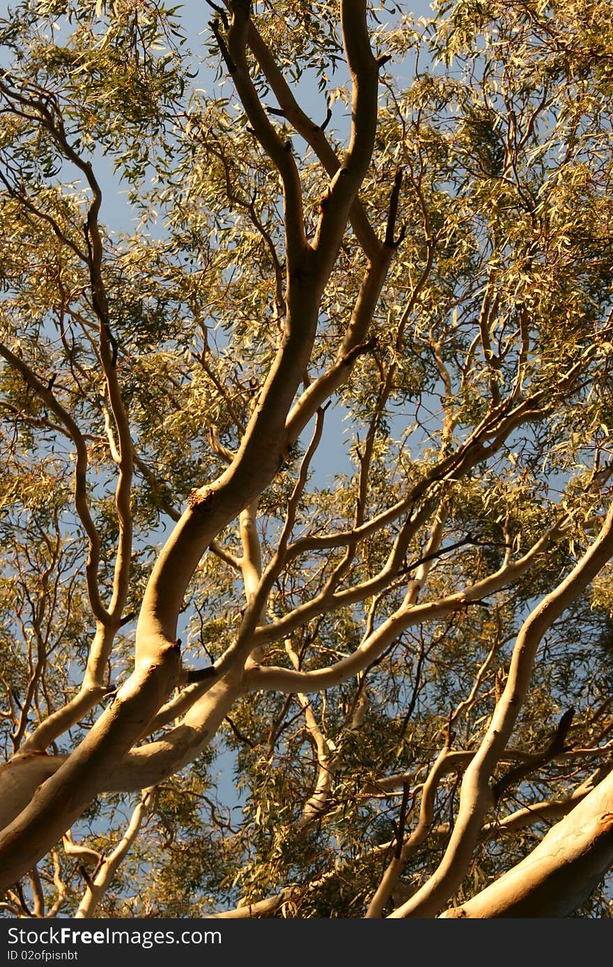 Picture of a tree in the sun