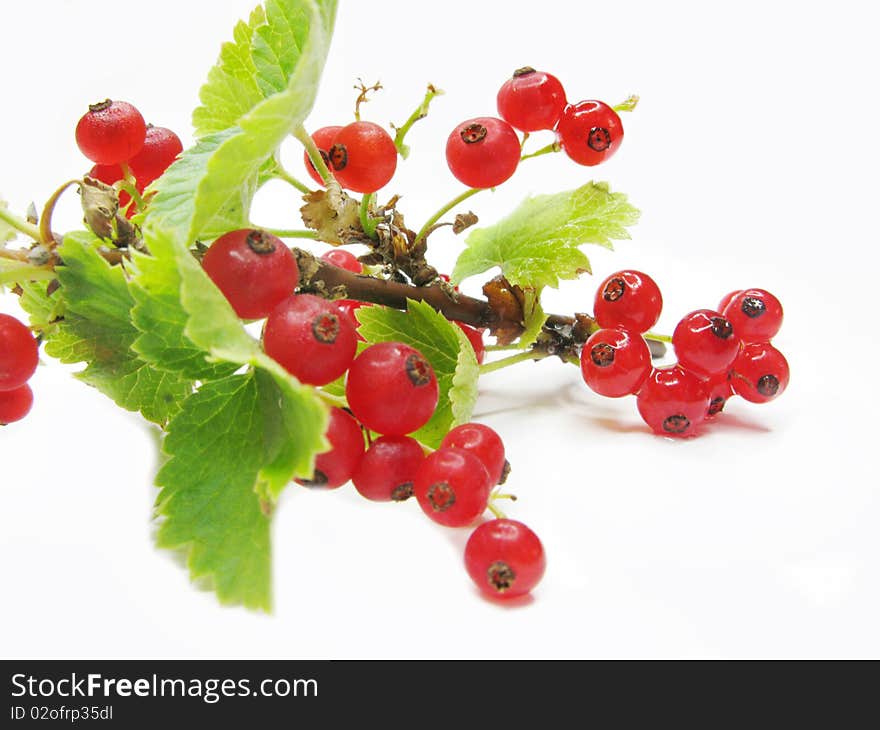 Red currant berries