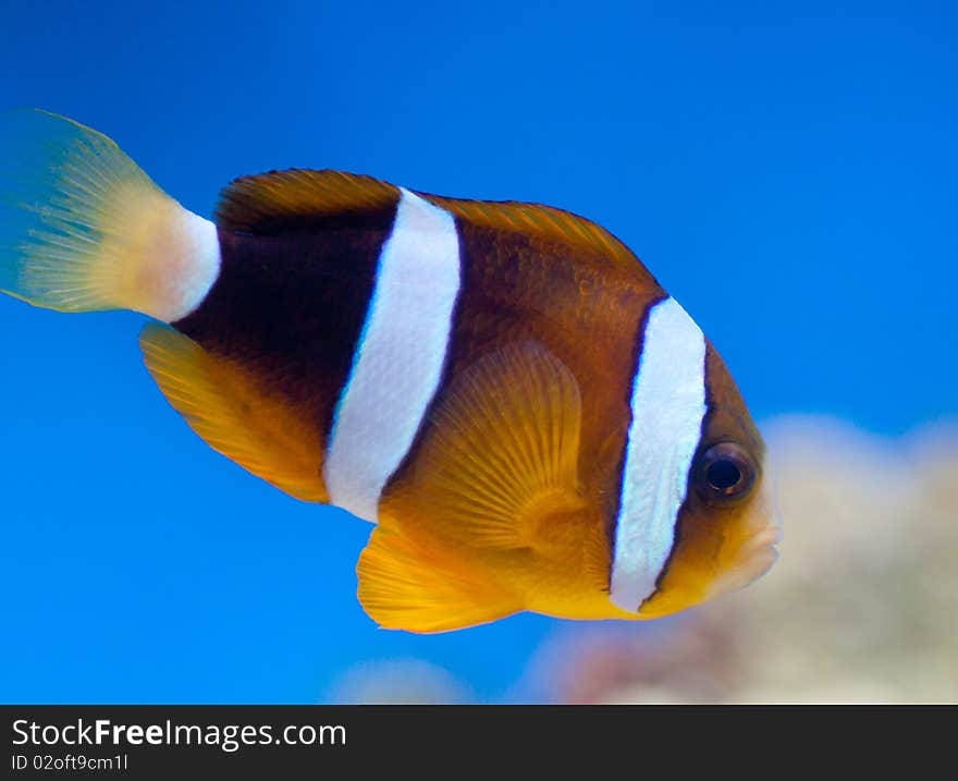 Small orange fish clown in blue water. Small orange fish clown in blue water