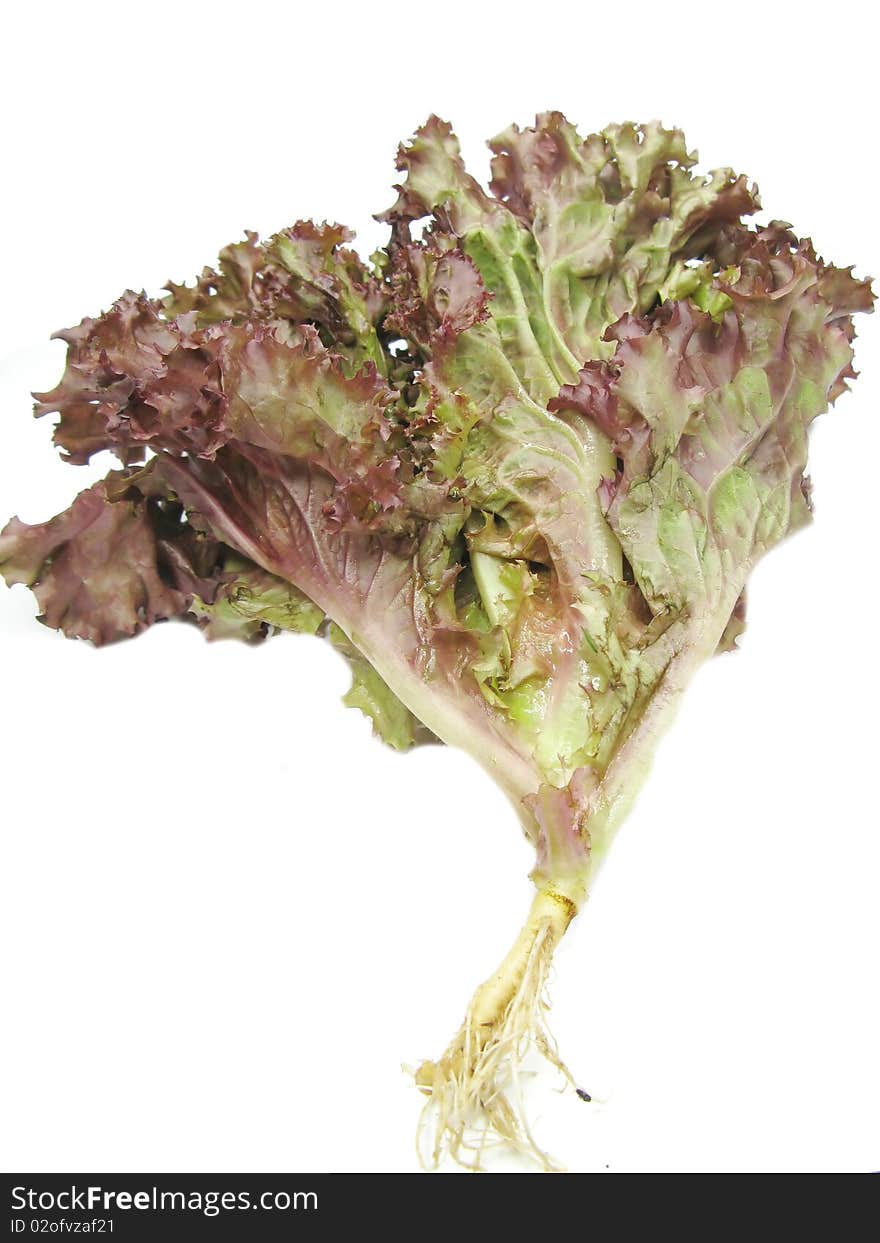 Fresh salad lettuce vegetable