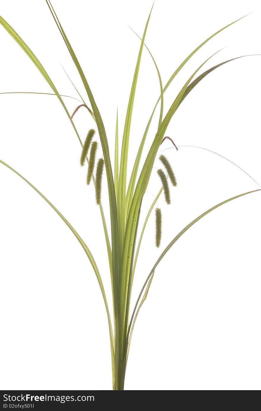 Blooming young summer grass on white background