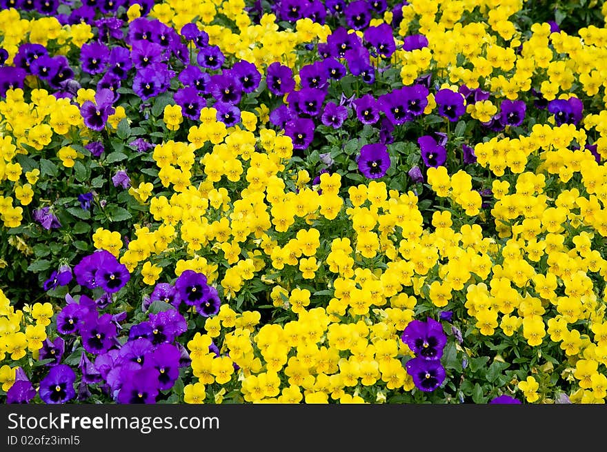 Field of beautiful violet and yellow pancies. Field of beautiful violet and yellow pancies