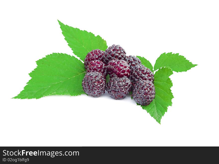 Blackberries fruit  with green leaves on a white background