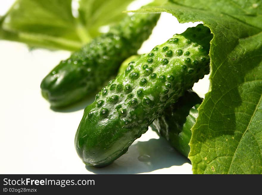 Fresh cucumbers and leafs from them on white background