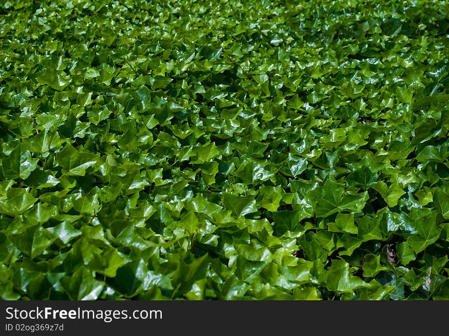 Carpet Of Green Leafs