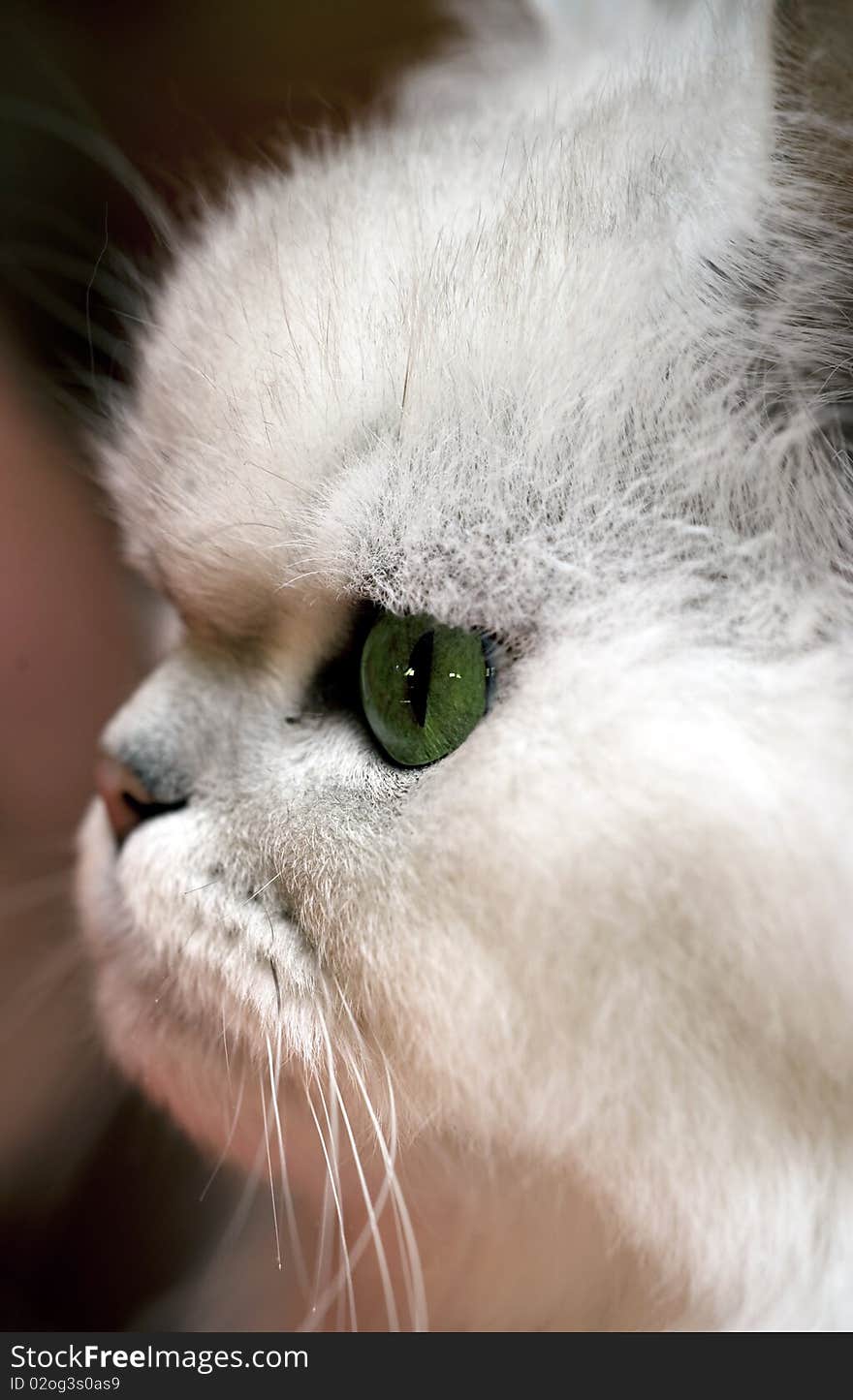 Close-up portrait of a white persian cat with green eyes. Close-up portrait of a white persian cat with green eyes