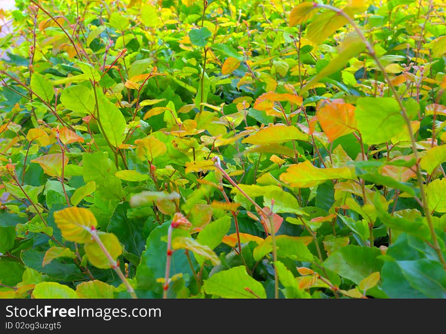 Carpet of green and yellow summer leafs a bright sunny day. Carpet of green and yellow summer leafs a bright sunny day