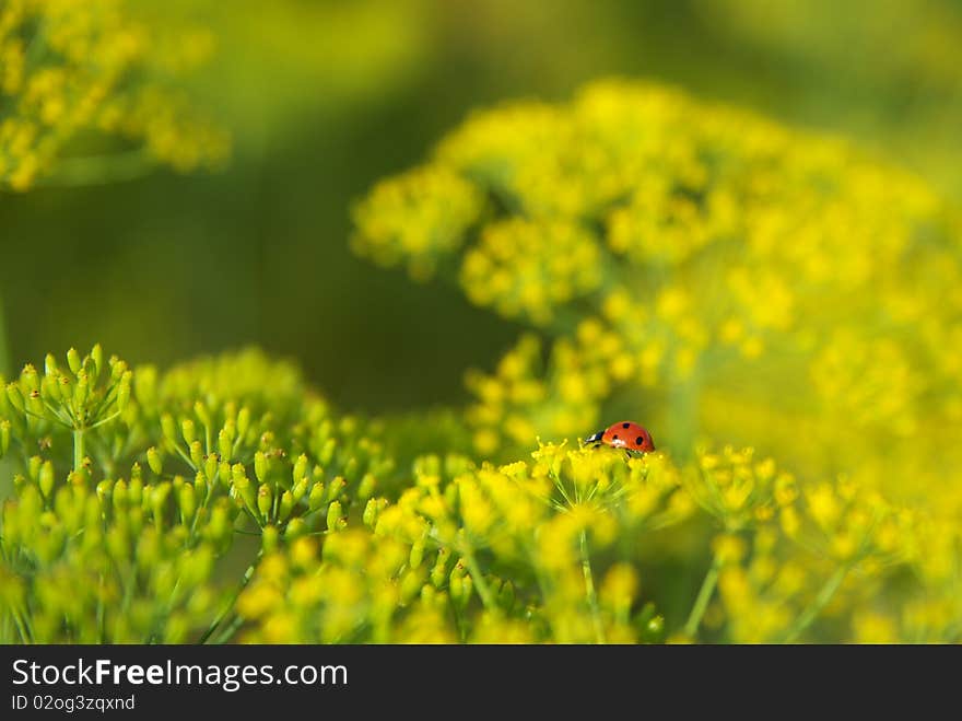 Ladybug on dill