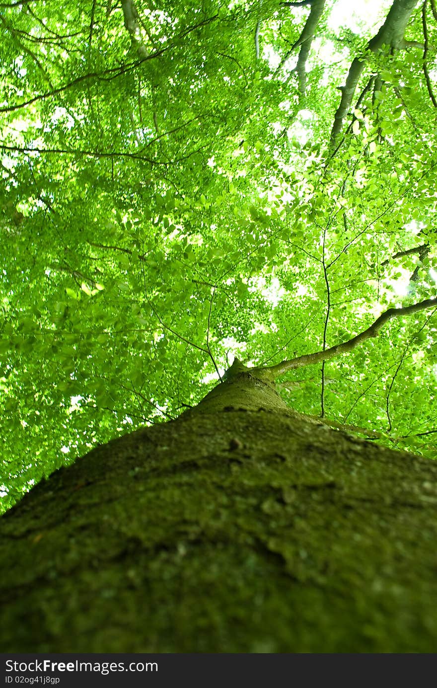 Looking up a tree and sees its beautiful green leafs