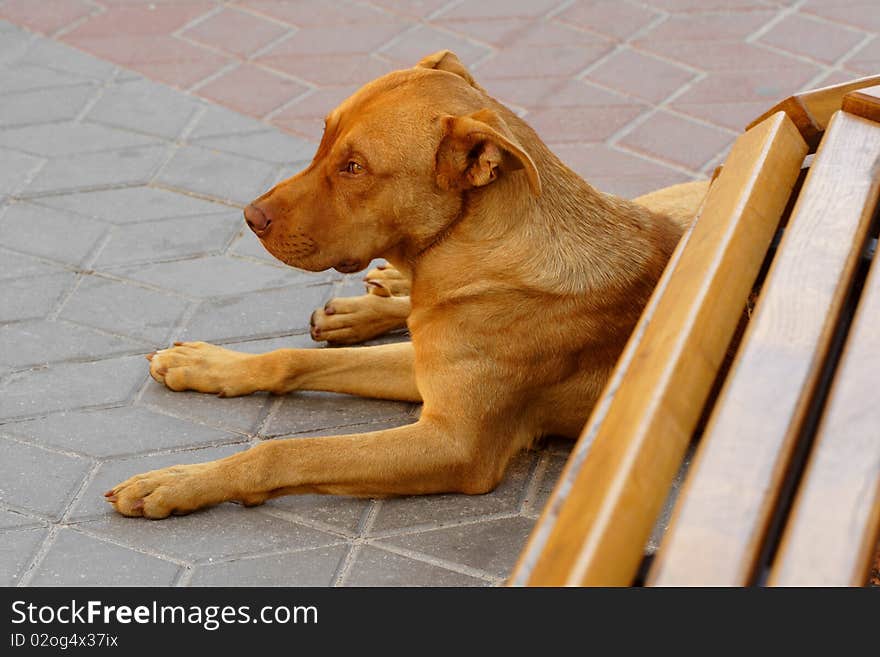 Lonely red dog near a bench