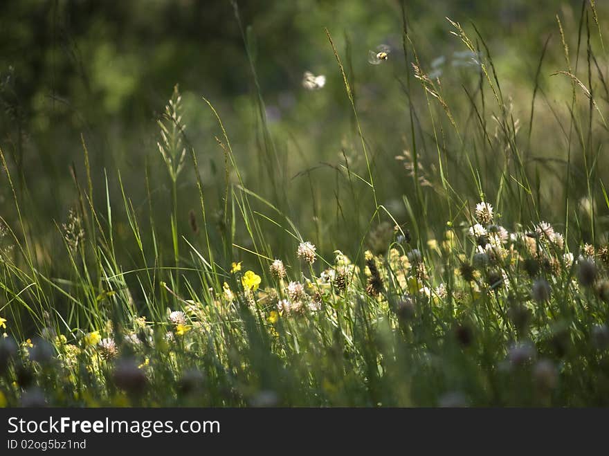 Fowers and bumblebee