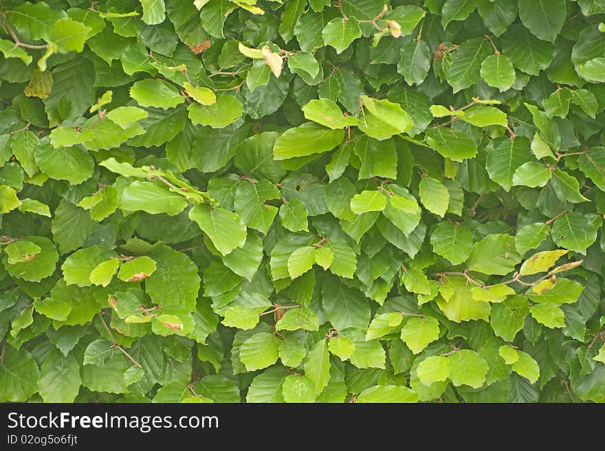 An image of a fresh green hedge of beech leaves in early summer. An image of a fresh green hedge of beech leaves in early summer.