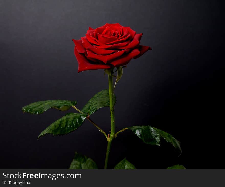One rose on a black background