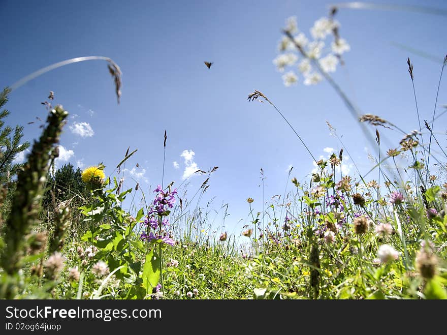 Butterfly and herbs