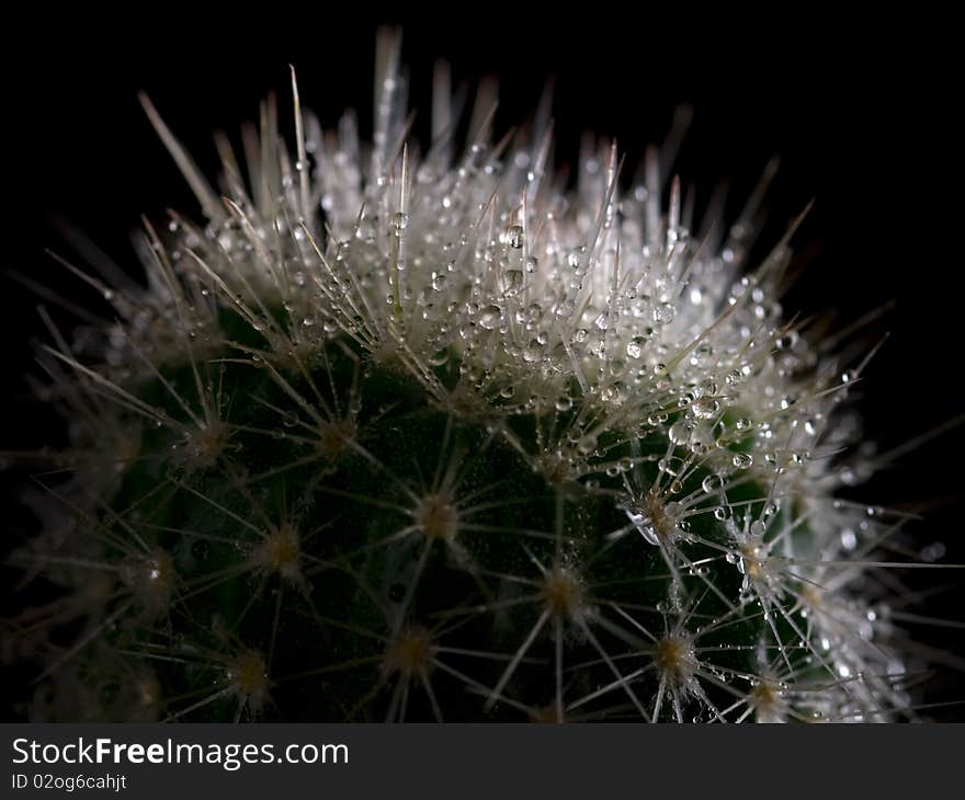 Cactus with water droplets, on black background