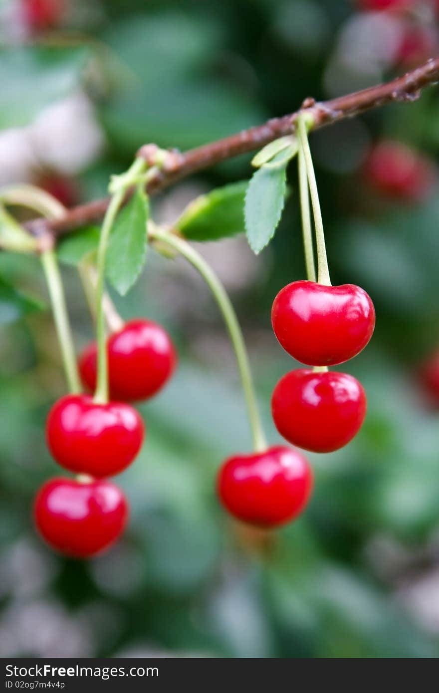 Cherries on a branch