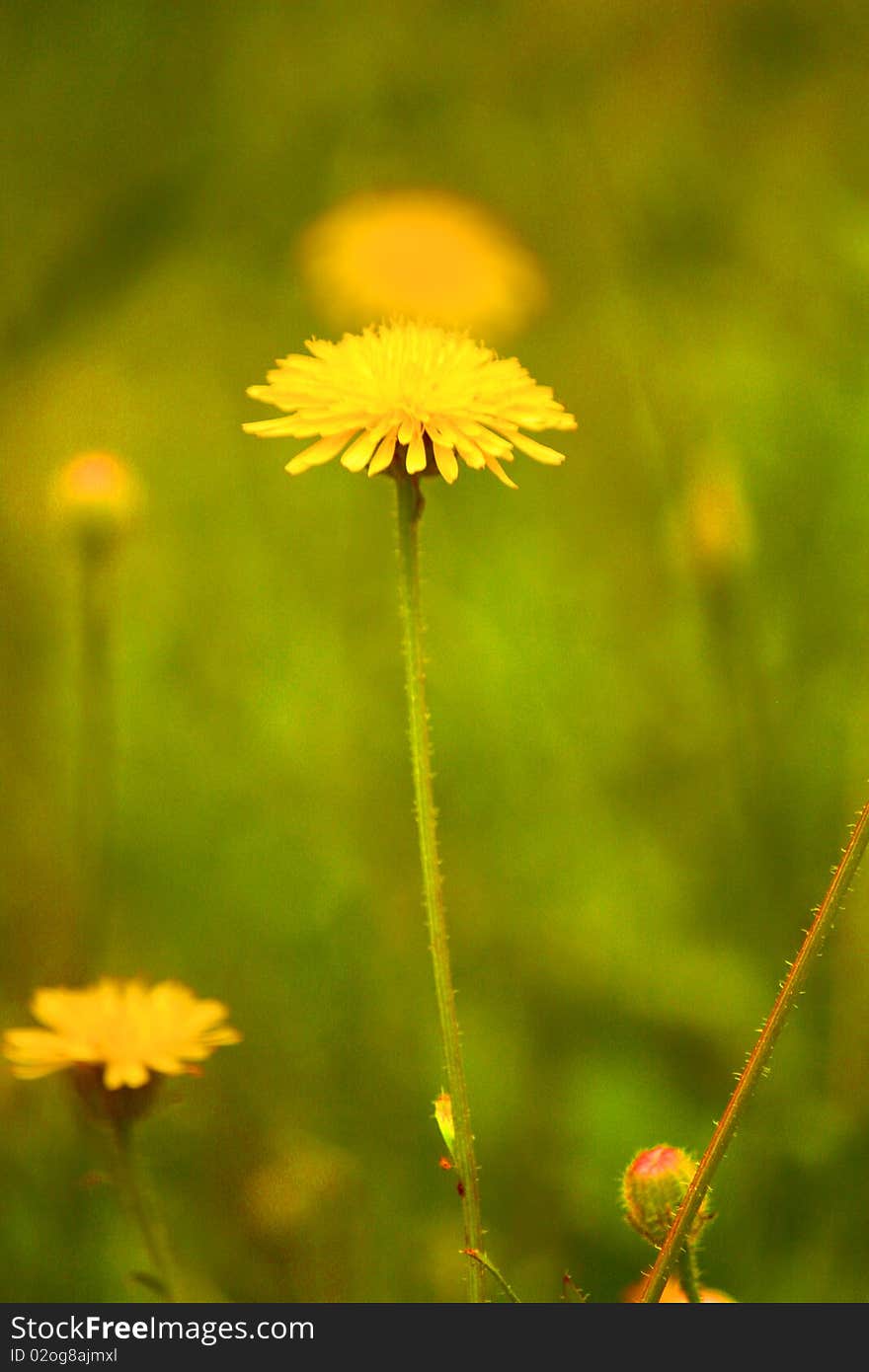 Yellow dandelion in a grass field