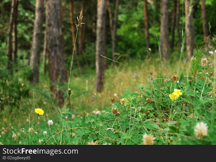 Fowers Of Forest