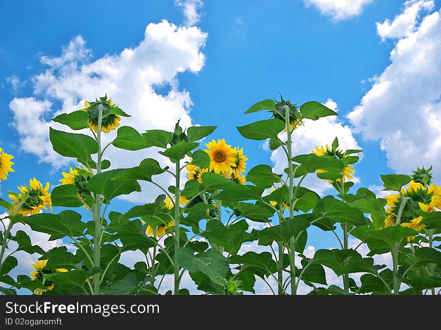 Sunflowers and sky