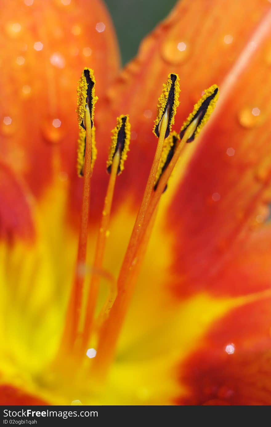 Macro of beautiful flower. Composition of nature. Macro of beautiful flower. Composition of nature.