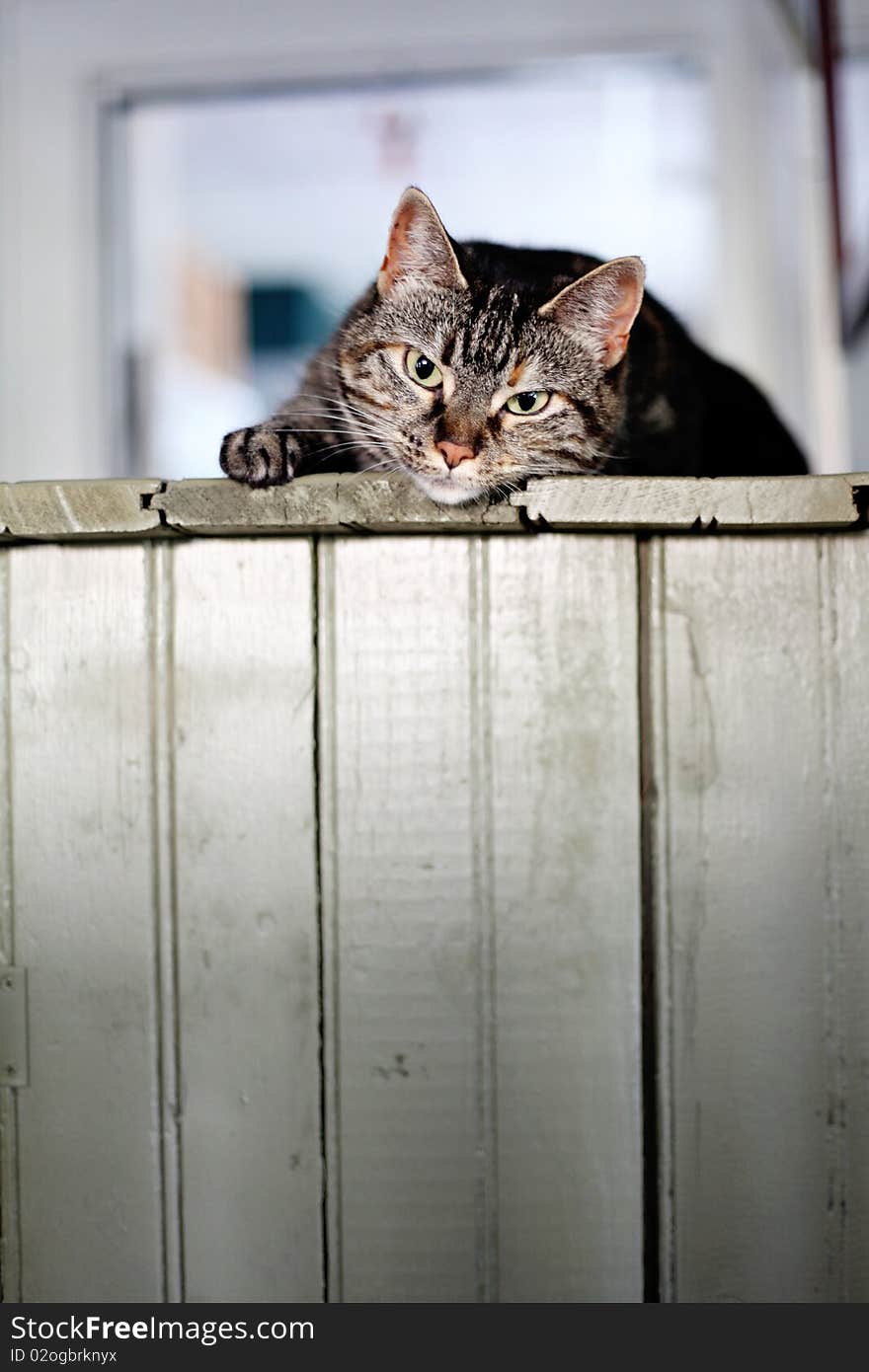 A silver tabby cat lounging around on top of an antique hutch. A silver tabby cat lounging around on top of an antique hutch.