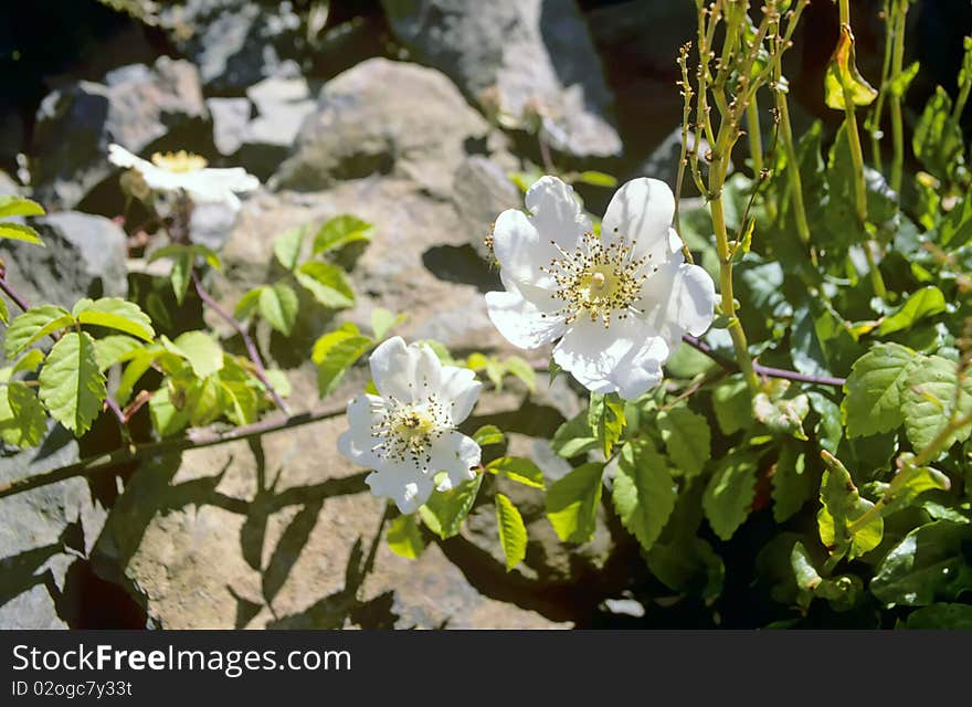 White Dog Rose