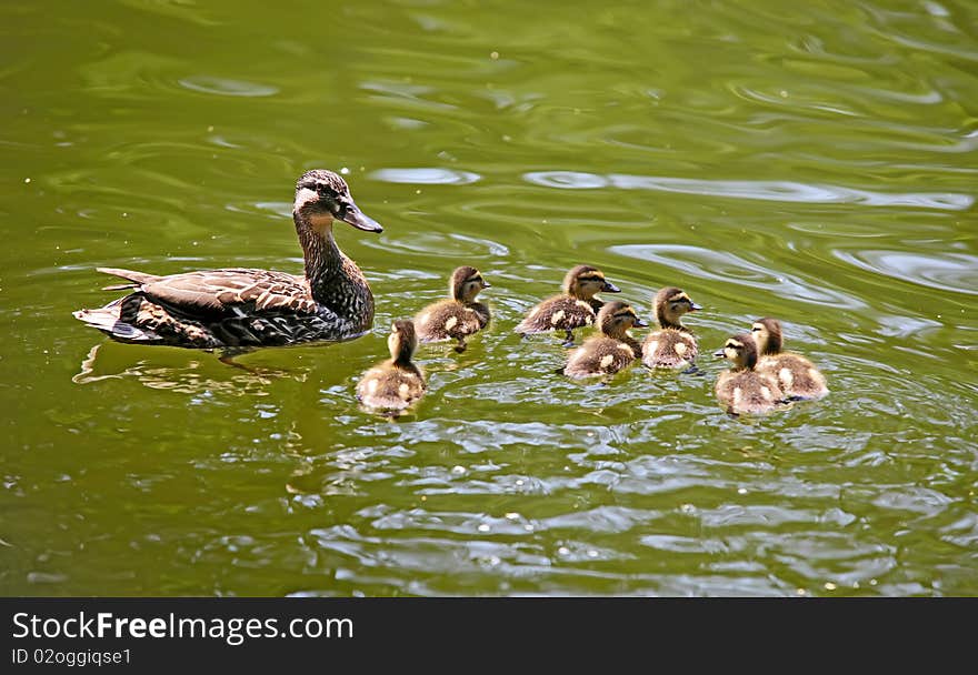 Mallard duck and ducklings