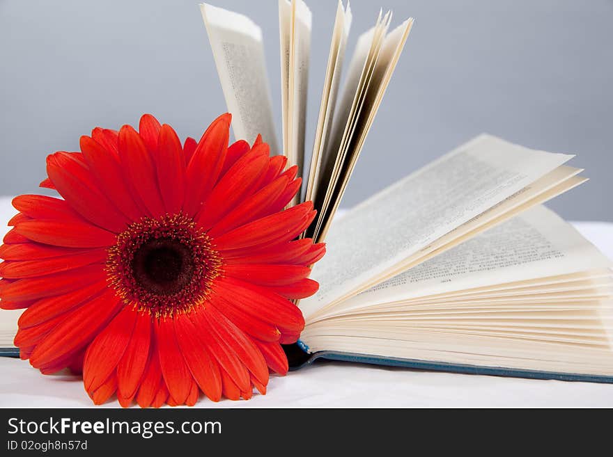 Red gerbera on the open book