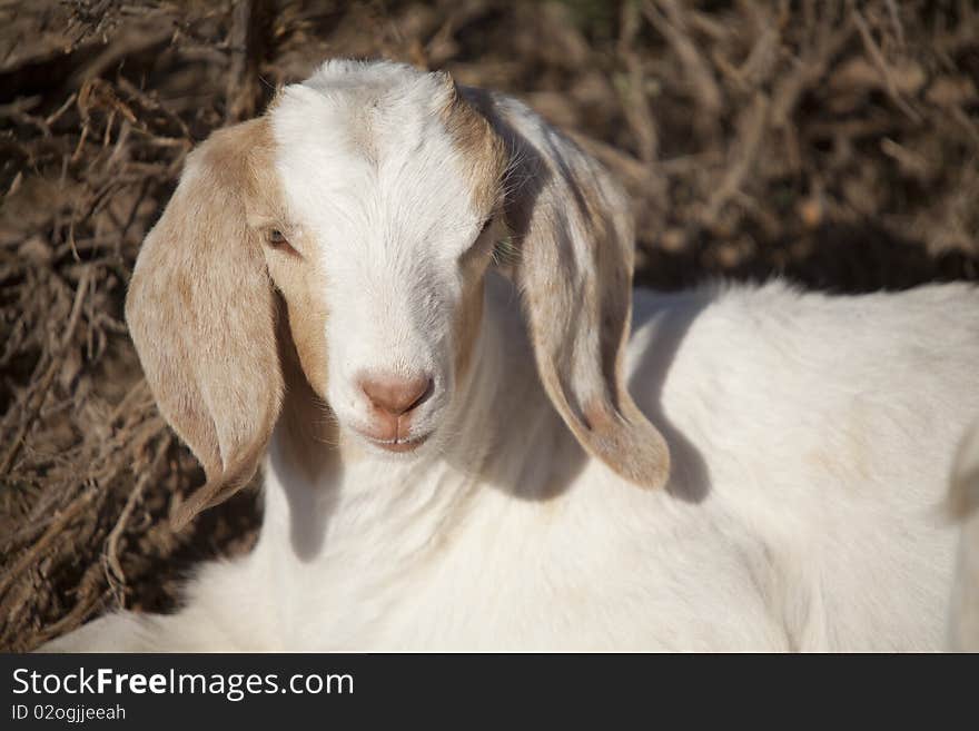 A baby goat laying down and relaxing in the pasture. A baby goat laying down and relaxing in the pasture.