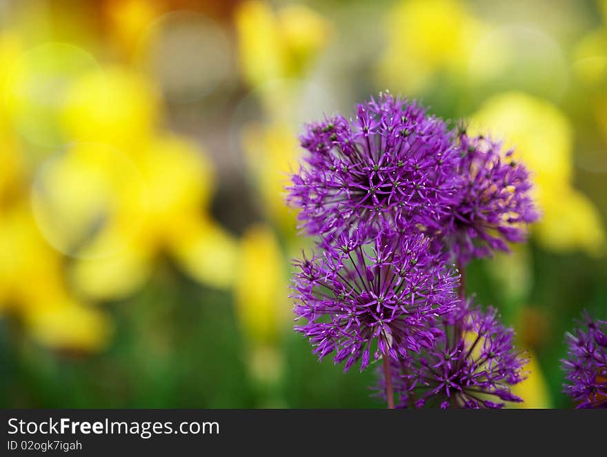 Purple cornflowers