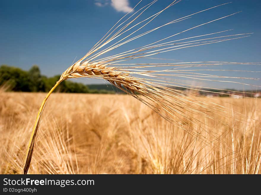 Ripe barley head