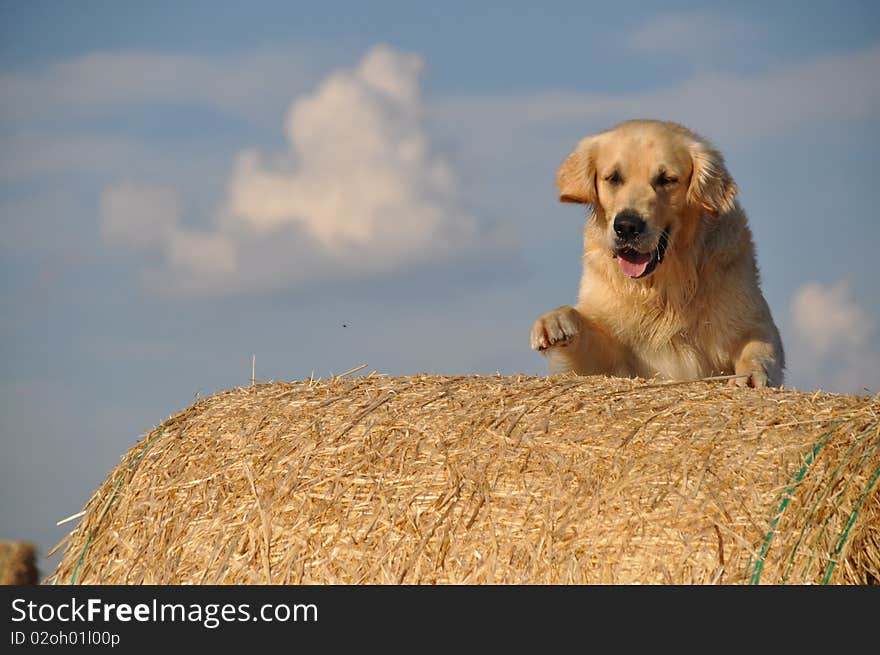 Golden redriever playing with a strow bale. Golden redriever playing with a strow bale