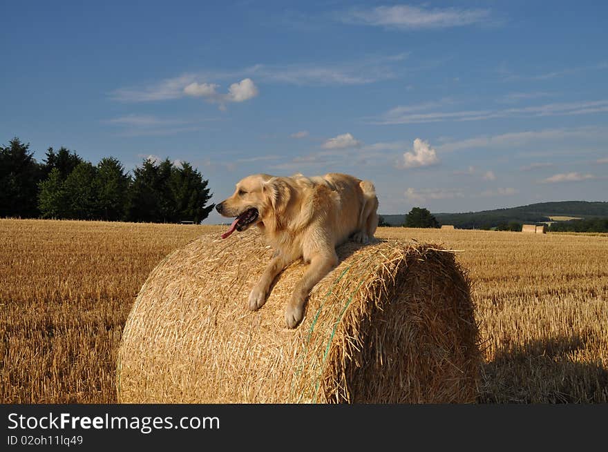 Golden redriever resting on a strow bale