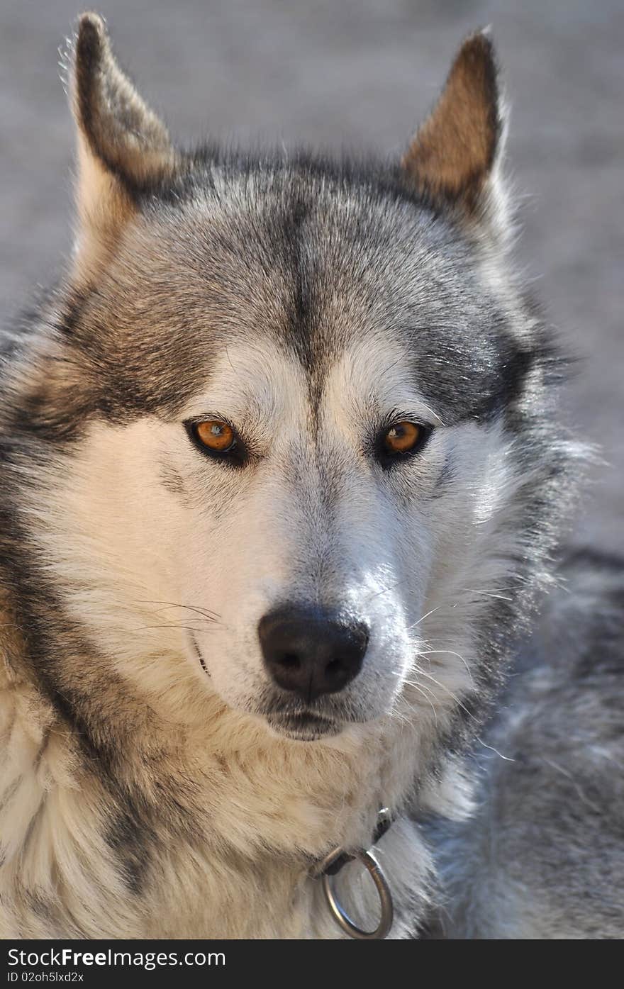 Alaskan Malamute Portrait