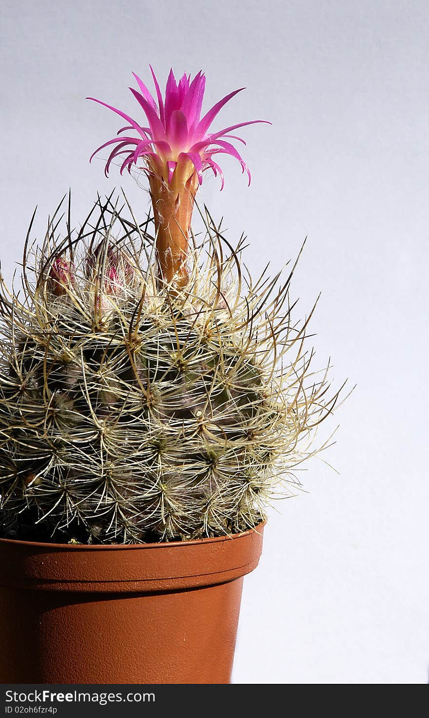 Cactus with thorns and flower fuchsia. Cactus with thorns and flower fuchsia