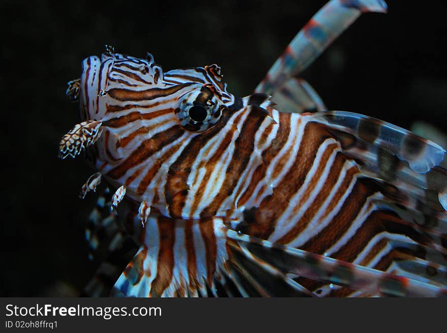 Lionfish in its underwater habitat, posing for the camera.