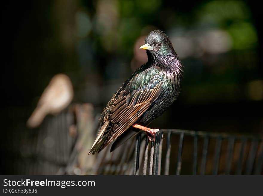 Common Starling in Central Park