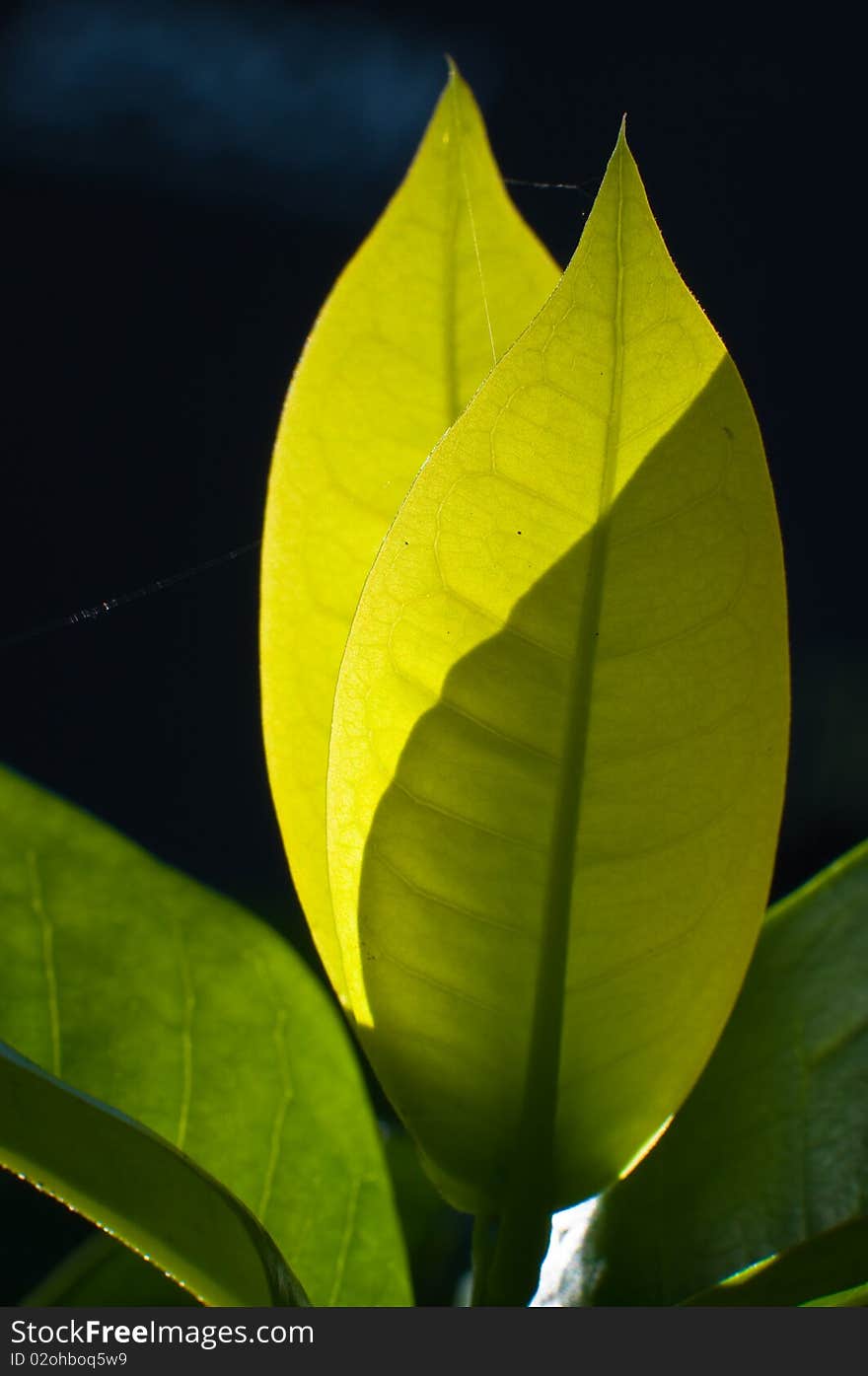 Green leaf