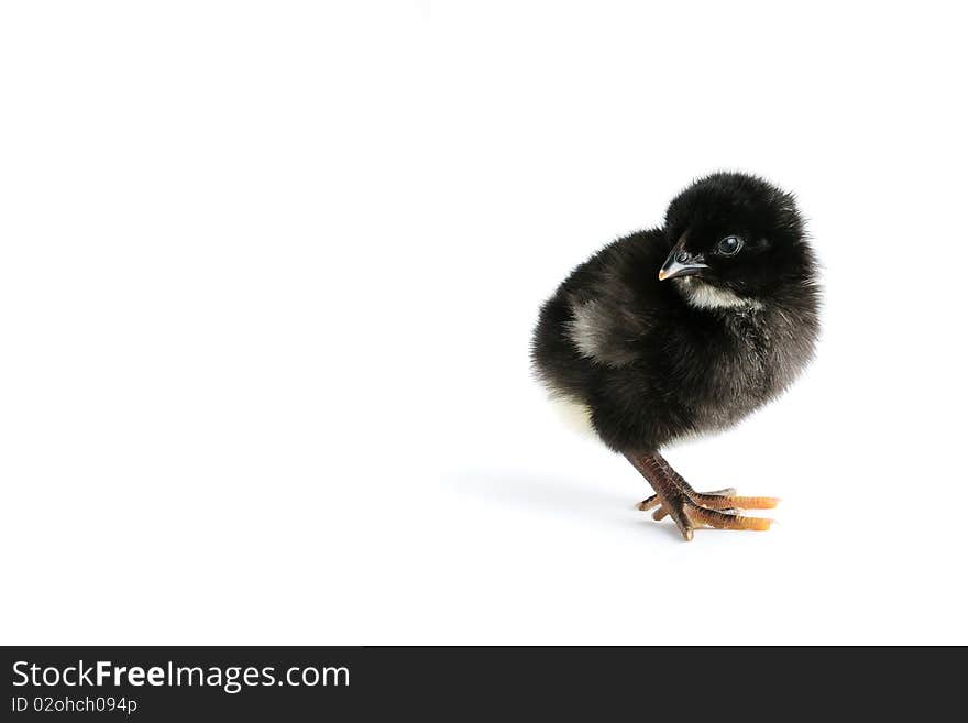 Cute black baby chicken isolated on white with copy-space. Cute black baby chicken isolated on white with copy-space