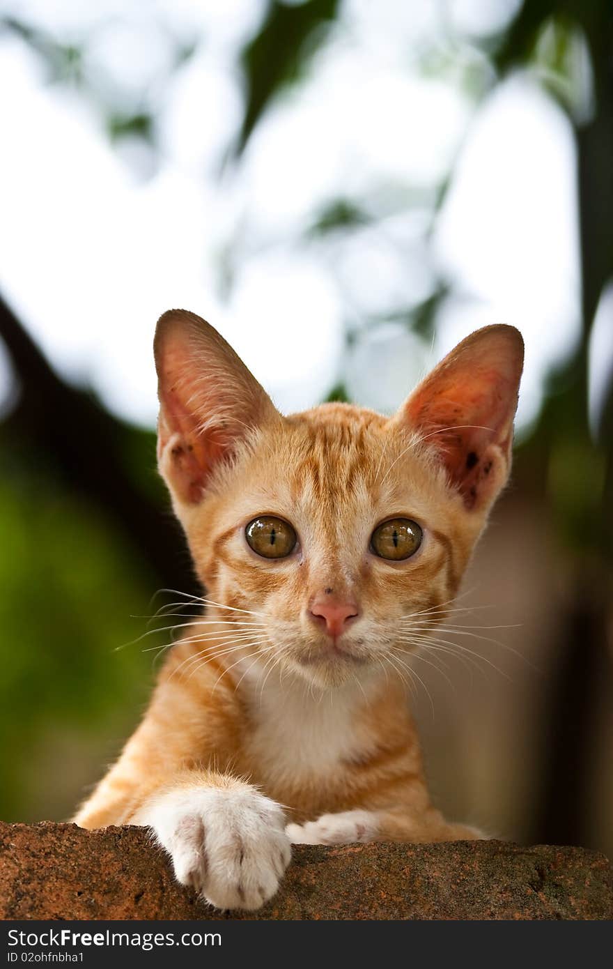 The orange kitten looking at you