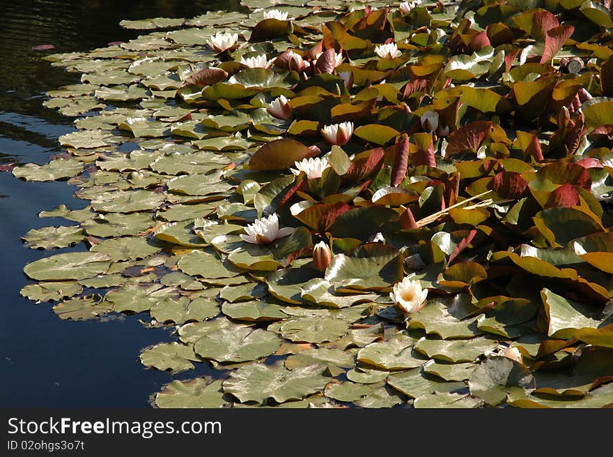 Lily pads floating on lake. Lily pads floating on lake