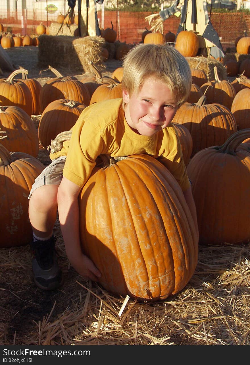 Six year old boy attempts to lift large pumpkin in pumpkin patch. Six year old boy attempts to lift large pumpkin in pumpkin patch