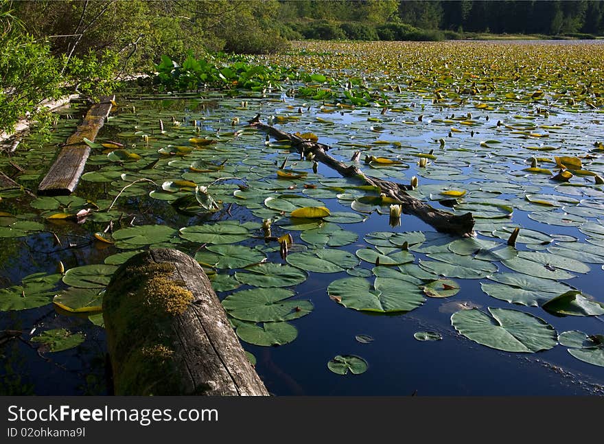 Lake overrun with lily pads.