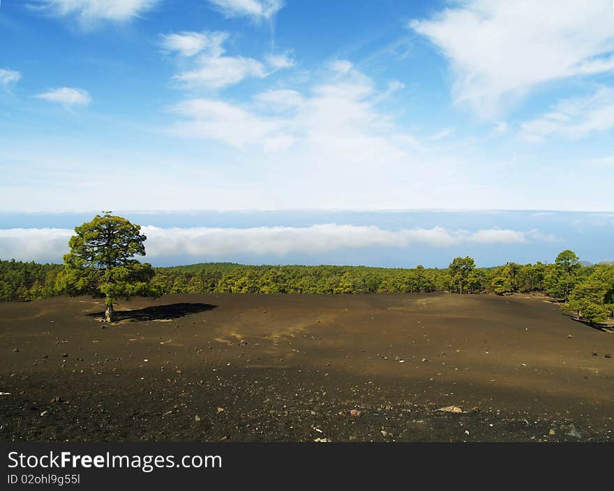 Green tree standing on the earth with clouds.