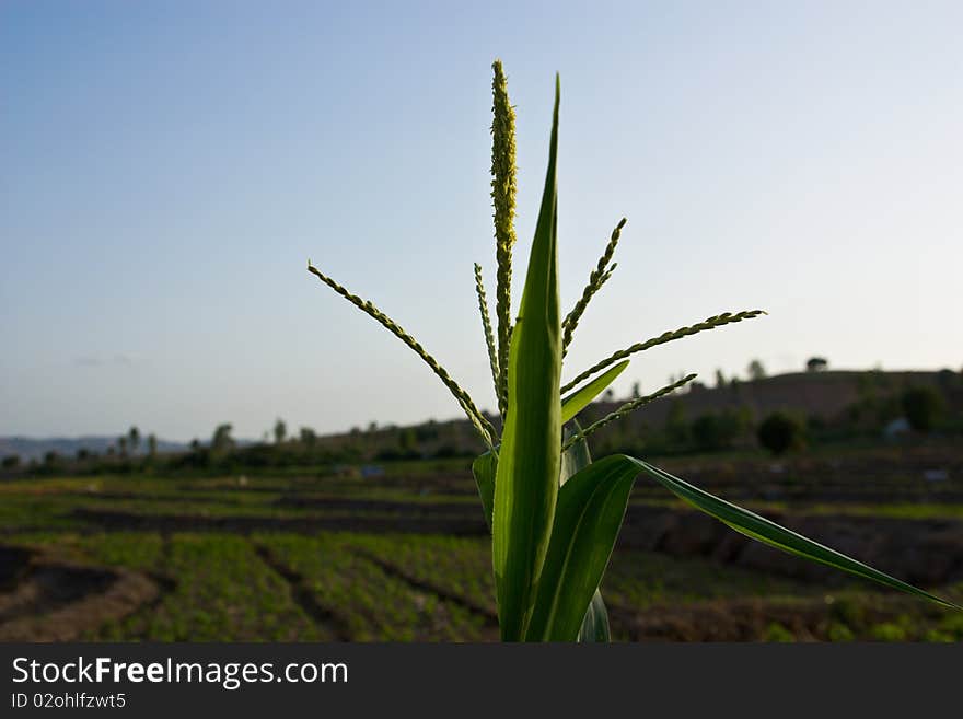 Corn field of mae cham chiangmai thailand. Corn field of mae cham chiangmai thailand