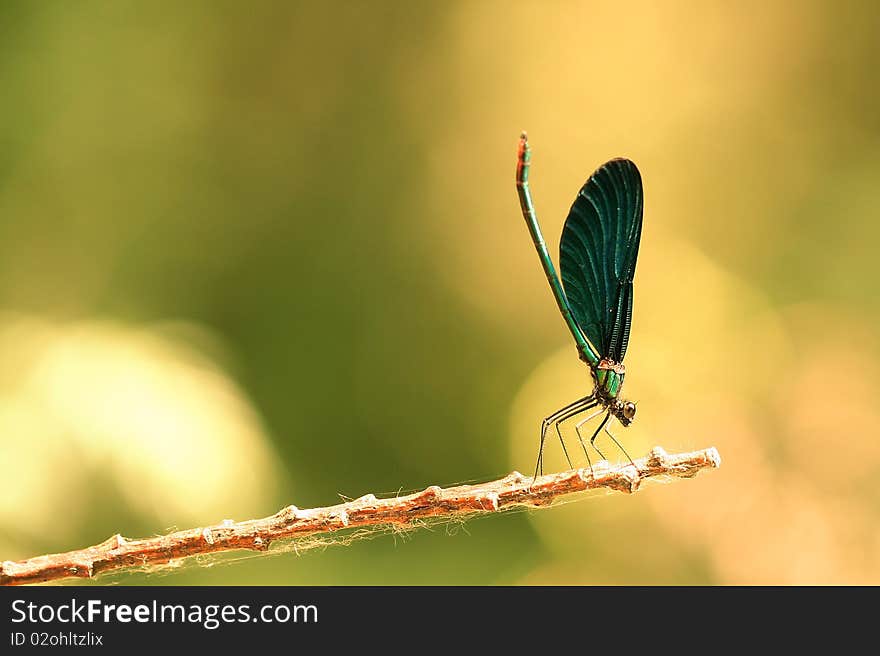 A damselfly sitting on a stick waiting for mating. The damselfly has its tail pointing upwards and the head downwards in a very unusual position.