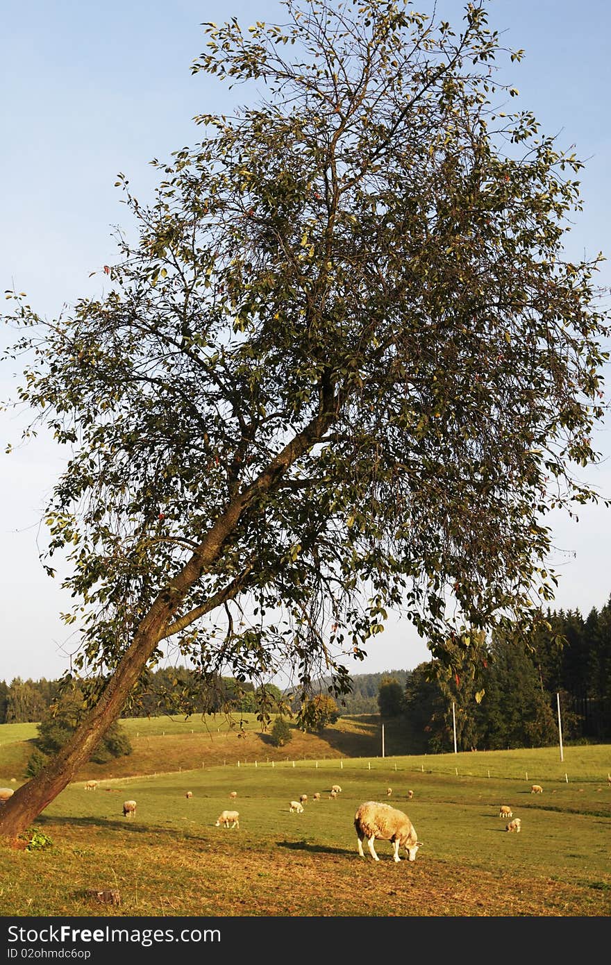 Sheep graze under a tree in eastern Bohemia. . Sheep graze under a tree in eastern Bohemia.