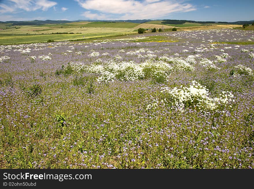 Summer Meadow With Flowers