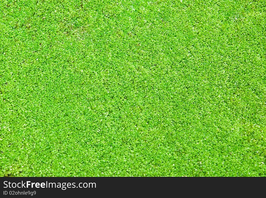 Abstract background of tropical moss